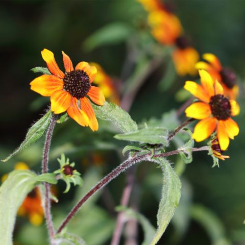 Rudbeckia Triloba Prairie Glow Perennial Hero
