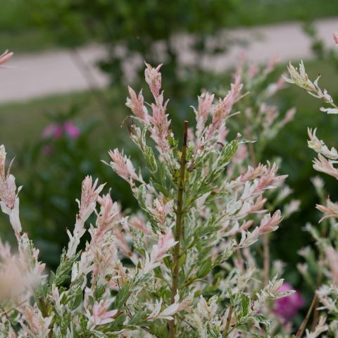 Salix Flamingo Willow - 2L Pot hero