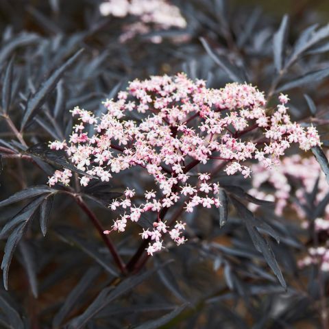 Sambucus 'Black Lace' - 3L Pot