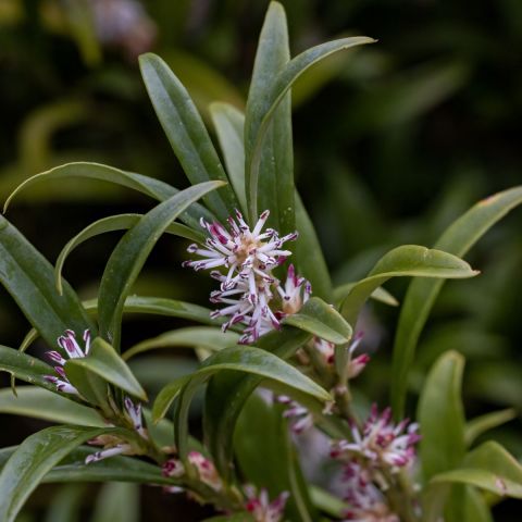 Sarcococca Hookeriana Winter Gem Close Single