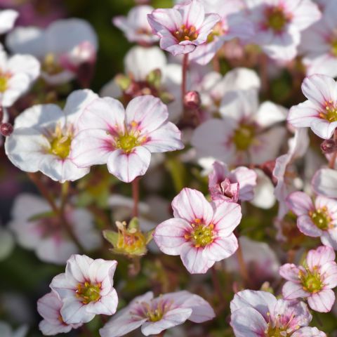 Saxifraga Pixie Pan Apple Blossom Perennial Hero