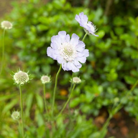 Scabiosa Caucasica Clive Greaves Perennial Hero