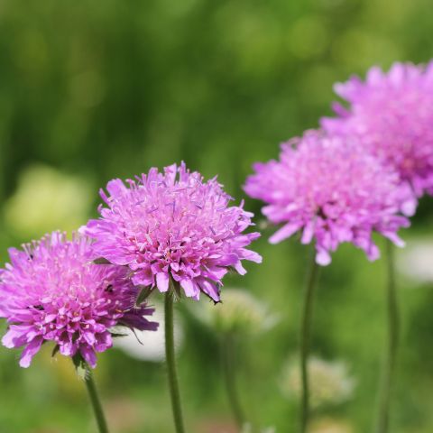 Scabiosa Columbaria Pink Mist Perennial Hero