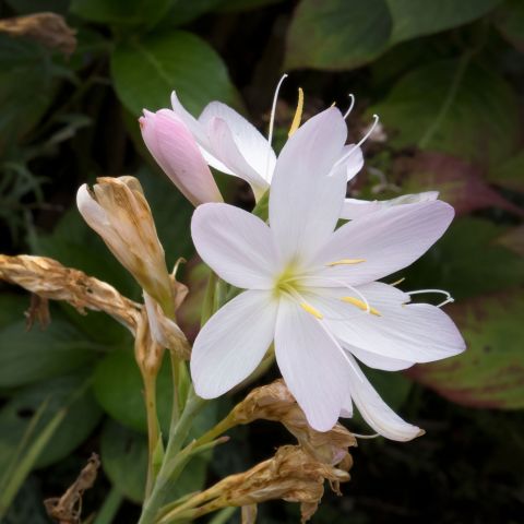 Schizostylis Coccinea Alba Perennial Hero