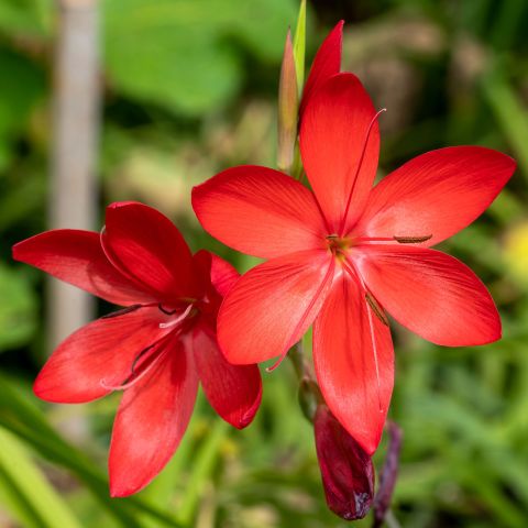 Schizostylis Coccinea Major Perennial Hero