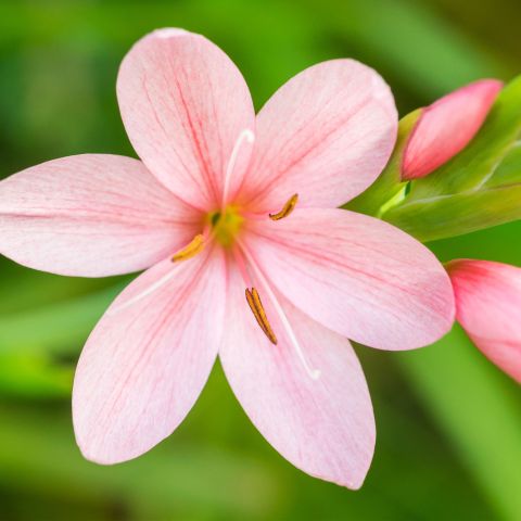 Schizostylis Coccinea Mrs Hegarty Perennial Close