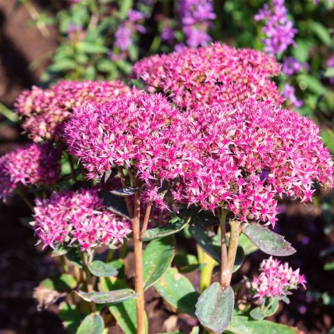 sedum-cherry-tart-sunsparkler-perennial-hero