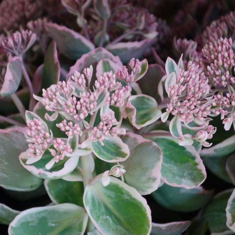 Sedum 'La Vie en Rose hero