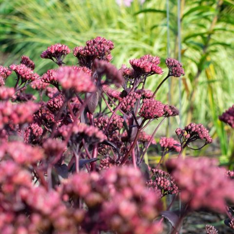 Sedum Purple Emperor Perennial Hero