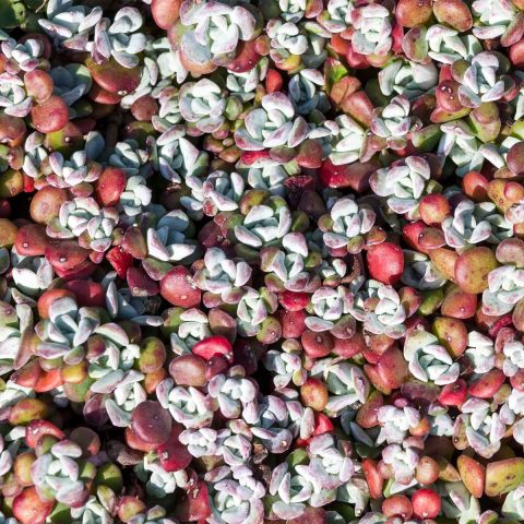Sedum 'Purpur Winter'