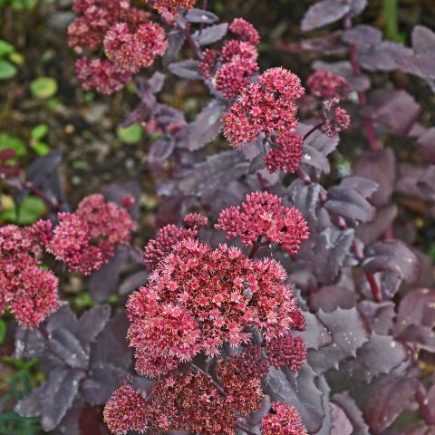 Sedum Sunsparkler Firecracker Perennial Hero