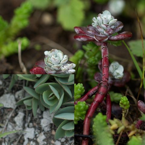 Sedum Voodoo Perennial Hero