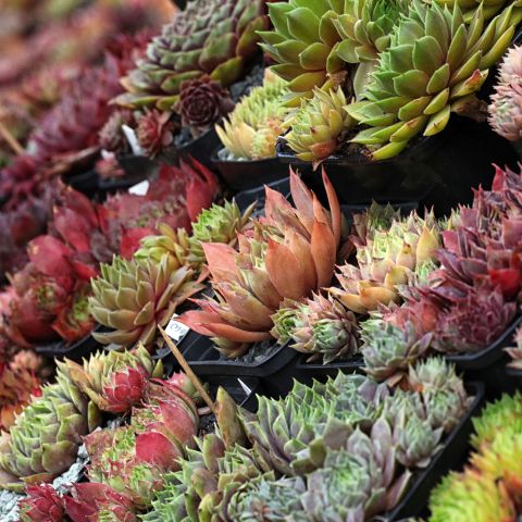 Sempervivum Alpines Hero