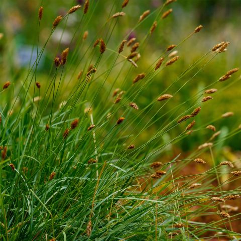 Sesleria Caerulea Grasses Hero