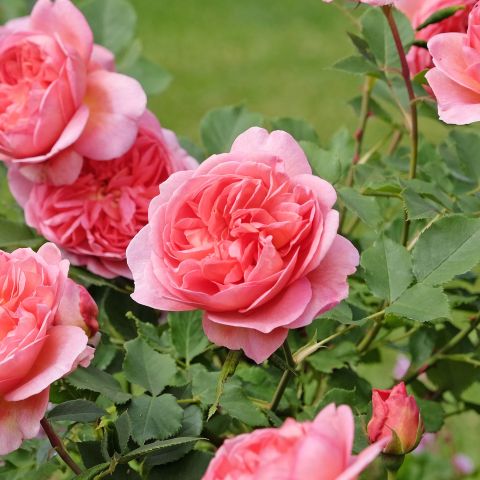 . Siluetta Romantic Rose Angle