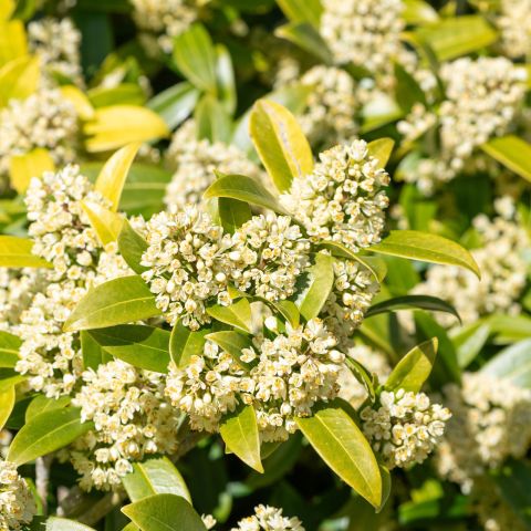 Skimmia Confusa Kew Green Shrub Hero