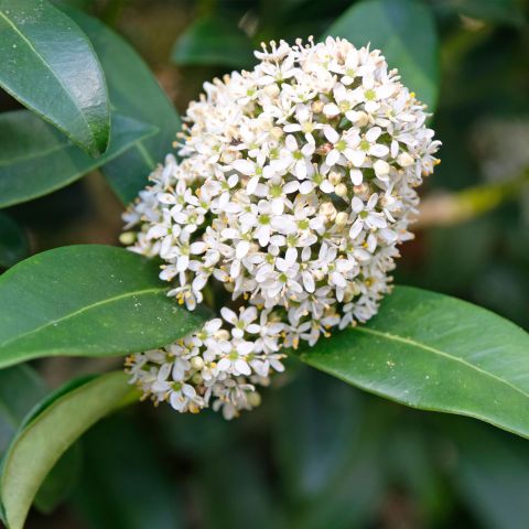 Skimmia Japonica Kew White Shrub Hero