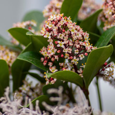 Skimmia Japonica Rubella Shrub Close