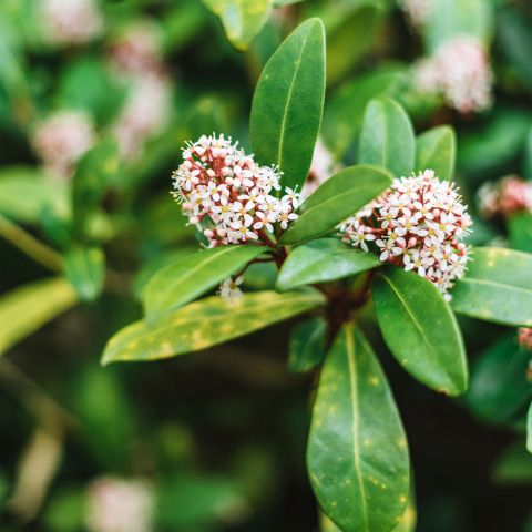 Skimmia Japonica Rubella Shrub Hero