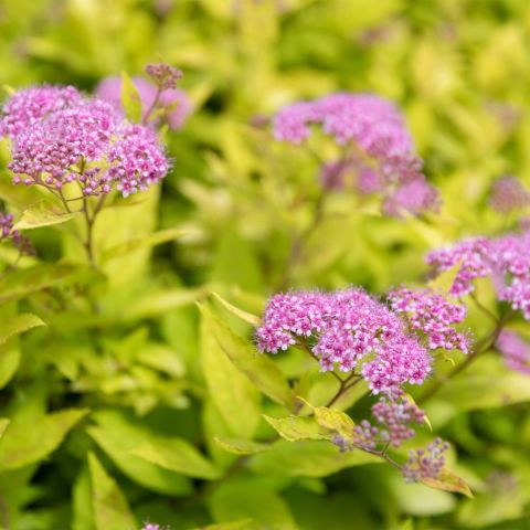 Spiraea 'Golden Jack' hero
