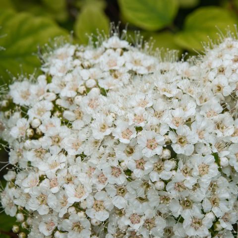 Spiraea Betulifolia Tor Shrub Close