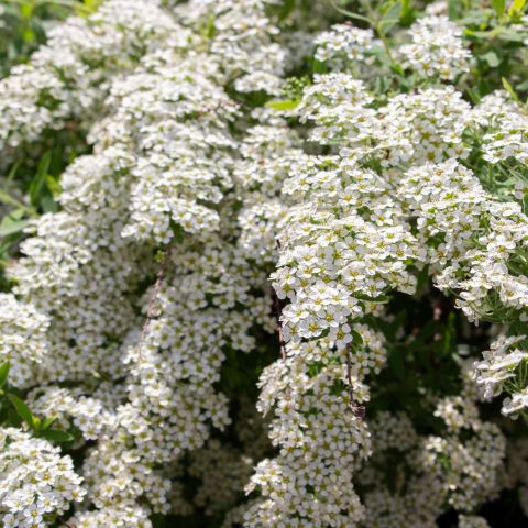 Spiraea Cinerea Grefsheim Shrub Hero