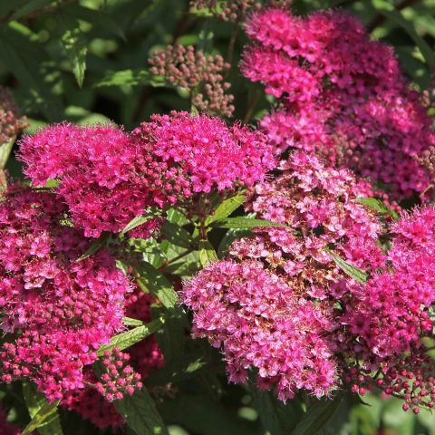 Spiraea Japonica Anthony Waterer Shrub Hero