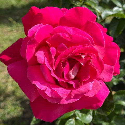 Starlight Express Climbing Rose 4L Pot