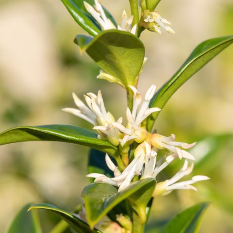 Sweet Box Saligna Shrub Close