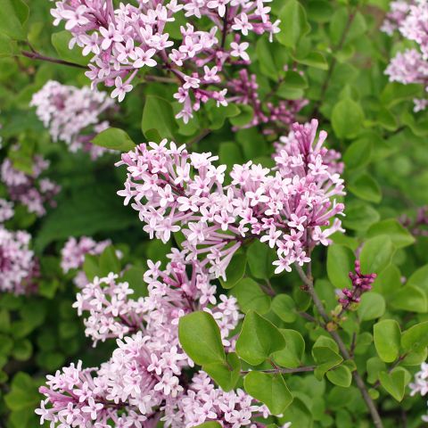 Syringa Meyeri Palibin Shrub Hero