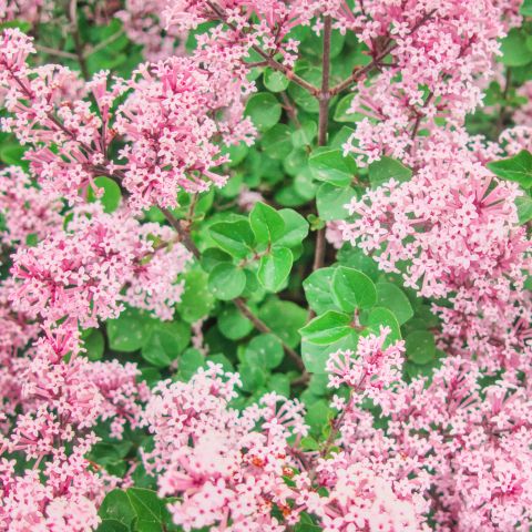 Syringa Red Pixie Shrub Hero