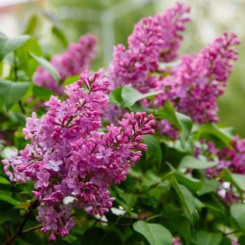 Syringa vulgaris 'Amethyst' - 10L Pot