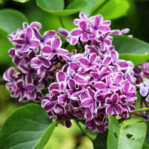 Syringa Vulgaris Sensation Shrub Hero