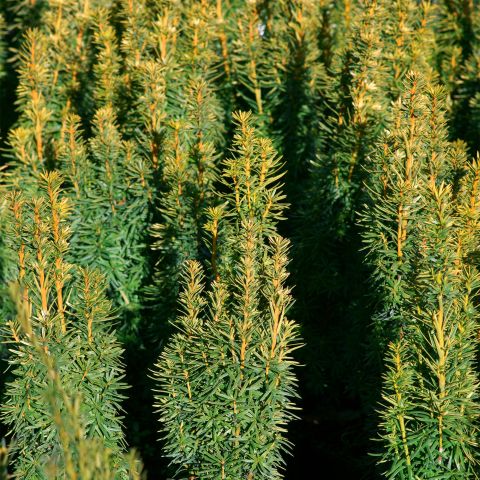 Taxus Baccata David Shrub Hero