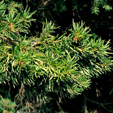 Taxus Media Hicksii Densiformis Shrub Hero