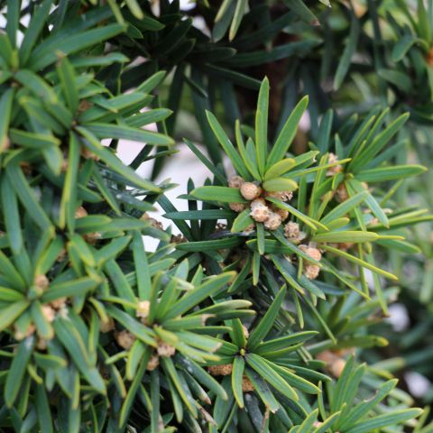 Taxus Media Hicksii Shrub Hero