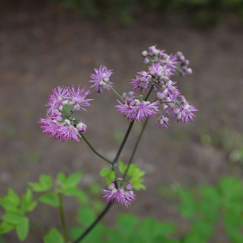 Thalictrum Black Stockings Perennial Hero