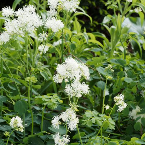 Thalictrum Delavayi Album Perennial Hero