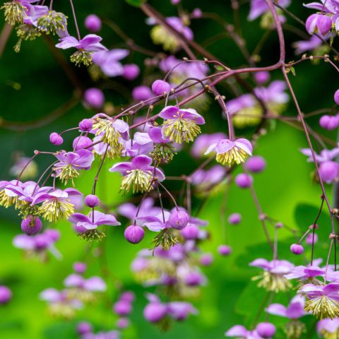 Thalictrum Delavayi Perennial Hero