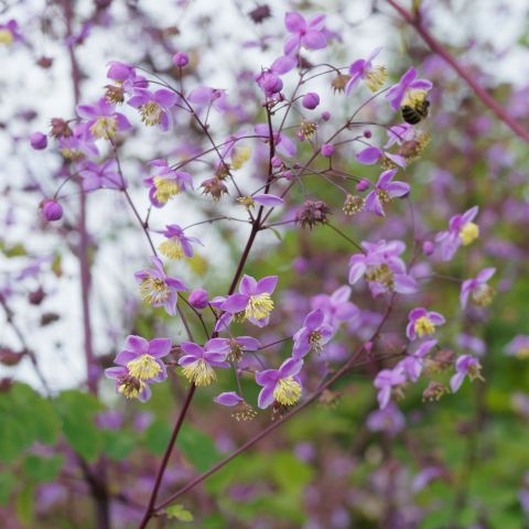 Thalictrum Delavayi Splendide Perennial Hero