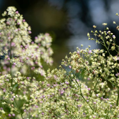 Thalictrum Elin Perennial Hero