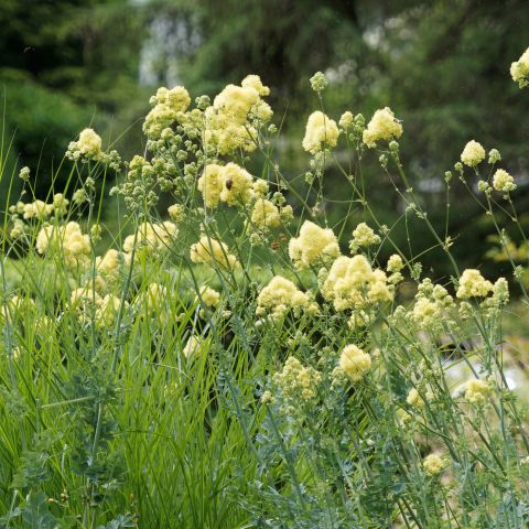 Thalictrum Flavum Glaucum Ruth Lynden Bell Perennial Hero