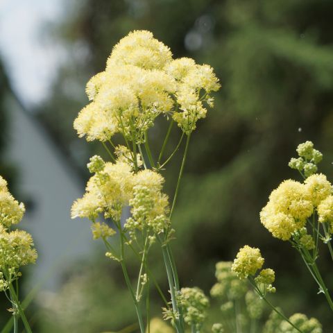 Thalictrum Flavum Perennial Hero