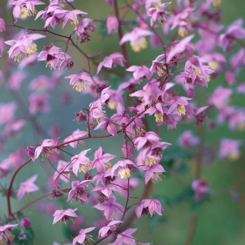 Thalictrum Rochebrunianum Perennial Hero