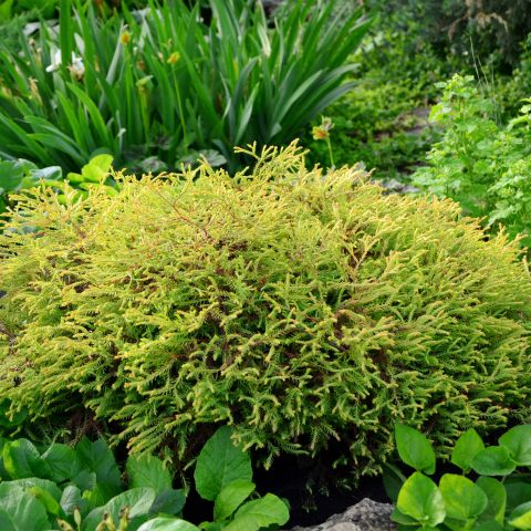 Thuja Occidentalis Golden Tuffet Hero