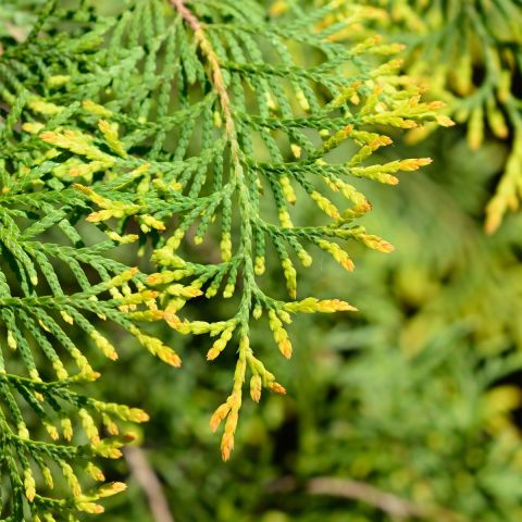 Thuja Occidentalis Rheingold - 4.5L Pot hero