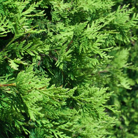 Thuja occidentalis 'Smaragd' - 2L Pot hero