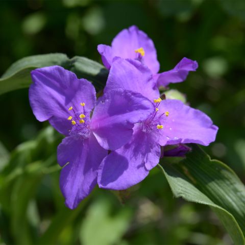 Tradescantia A Purple Dome Perennial Hero
