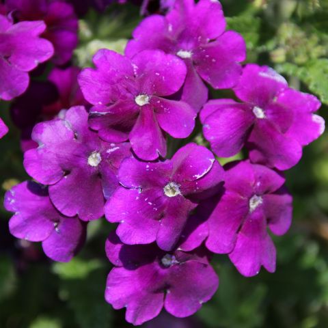 Verbena Big Eye Violet Perennial Hero