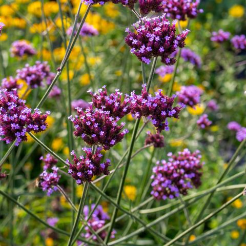 Verbena Bonariensis Violet Blue Perennial Hero